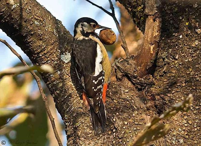 Himalayan Woodpecker - ML379244961