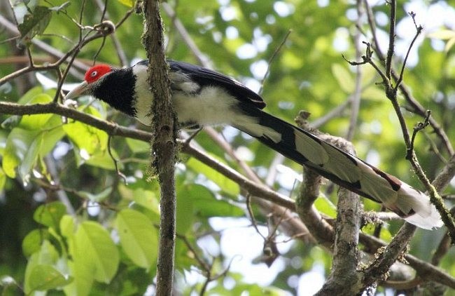 Red-faced Malkoha - ML379245061