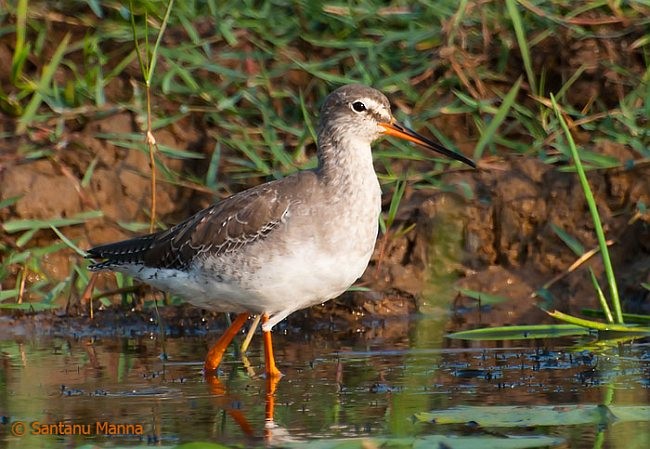 Spotted Redshank - ML379247191