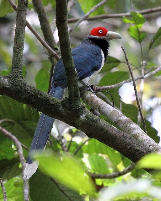 Red-faced Malkoha - ML379247321