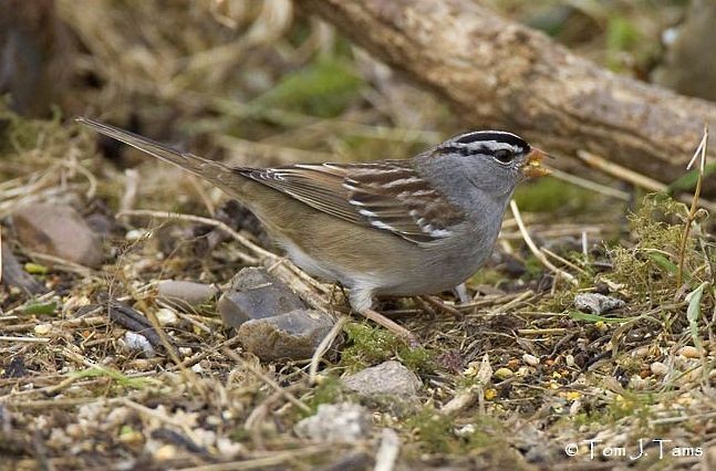White-crowned Sparrow - ML379248121