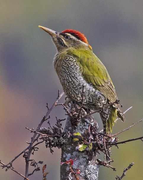 Scaly-bellied Woodpecker - ML379248691
