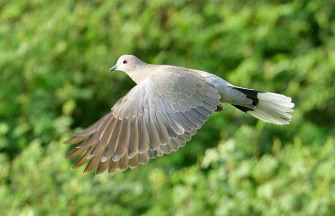 Eurasian Collared-Dove - ML379249491