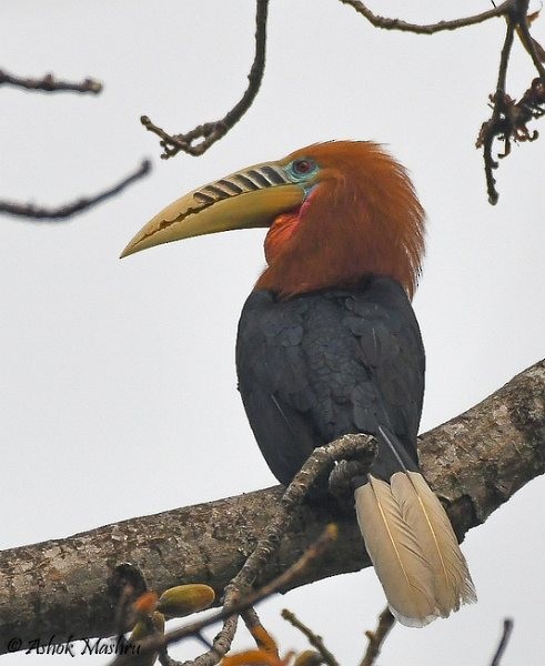 Rufous-necked Hornbill - Ashok Mashru
