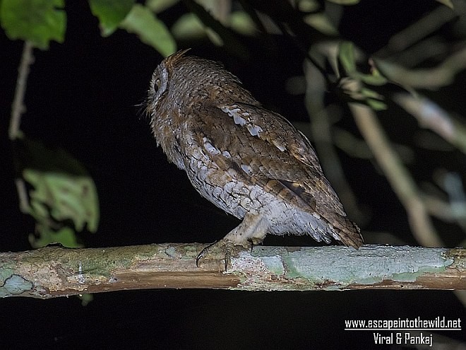 Oriental Scops-Owl (Oriental) - ML379249821