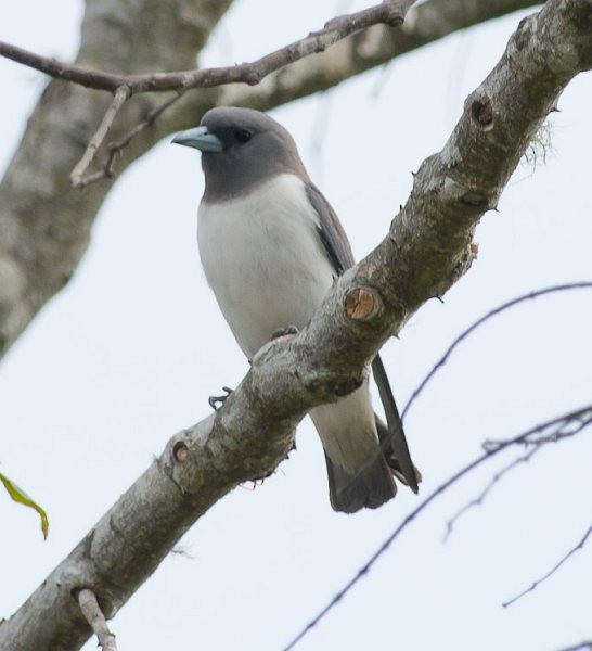 White-breasted Woodswallow - ML379251111