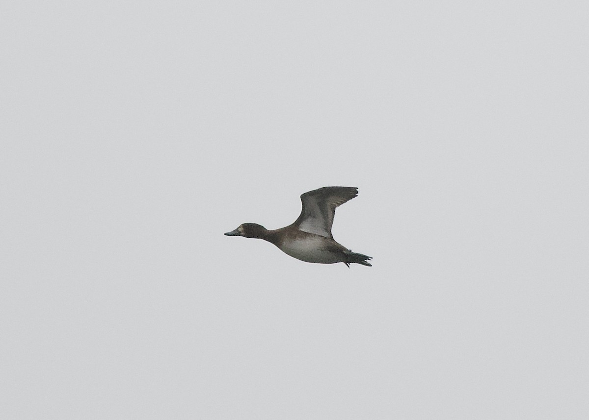 Greater Scaup - ML379252001
