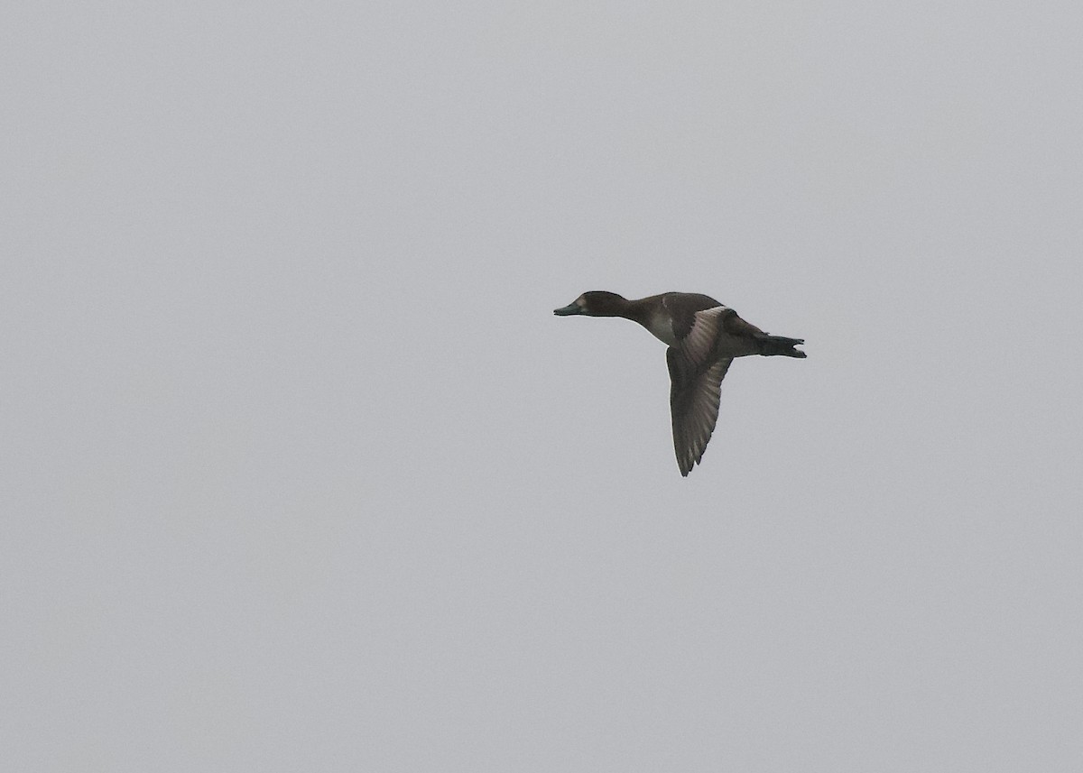 Greater Scaup - ML379252031