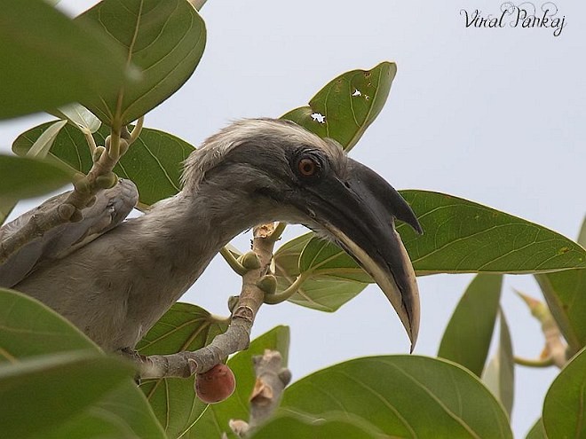 Indian Gray Hornbill - Pankaj Maheria