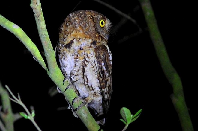 Oriental Scops-Owl (Oriental) - ML379253271