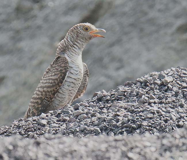 Common Cuckoo - Alka Vaidya