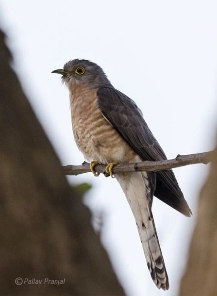 Common Hawk-Cuckoo - Pallav Pranjal Sarma
