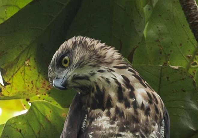 Sulawesi Hawk-Eagle - ML379254791