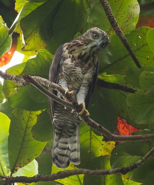 Sulawesi Hawk-Eagle - ML379254901