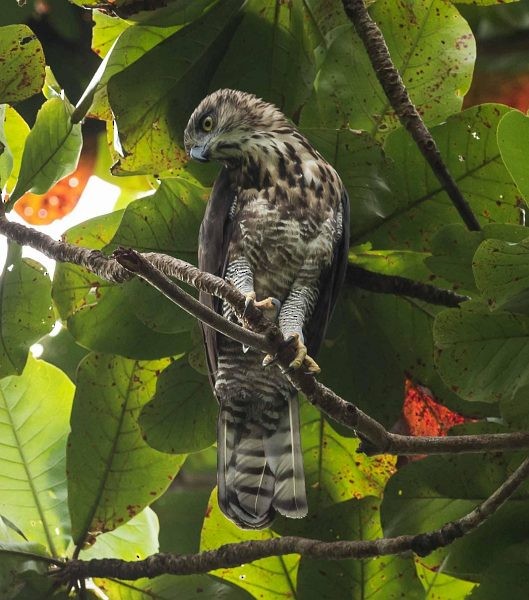 Sulawesi Hawk-Eagle - Simon van der Meulen