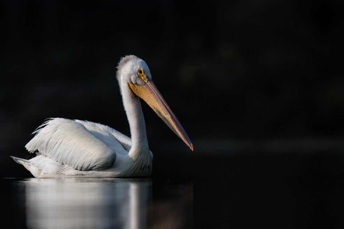 American White Pelican - Connor Bowhay