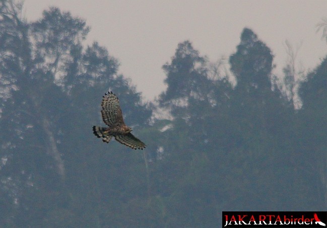 Javan Hawk-Eagle - ML379256201