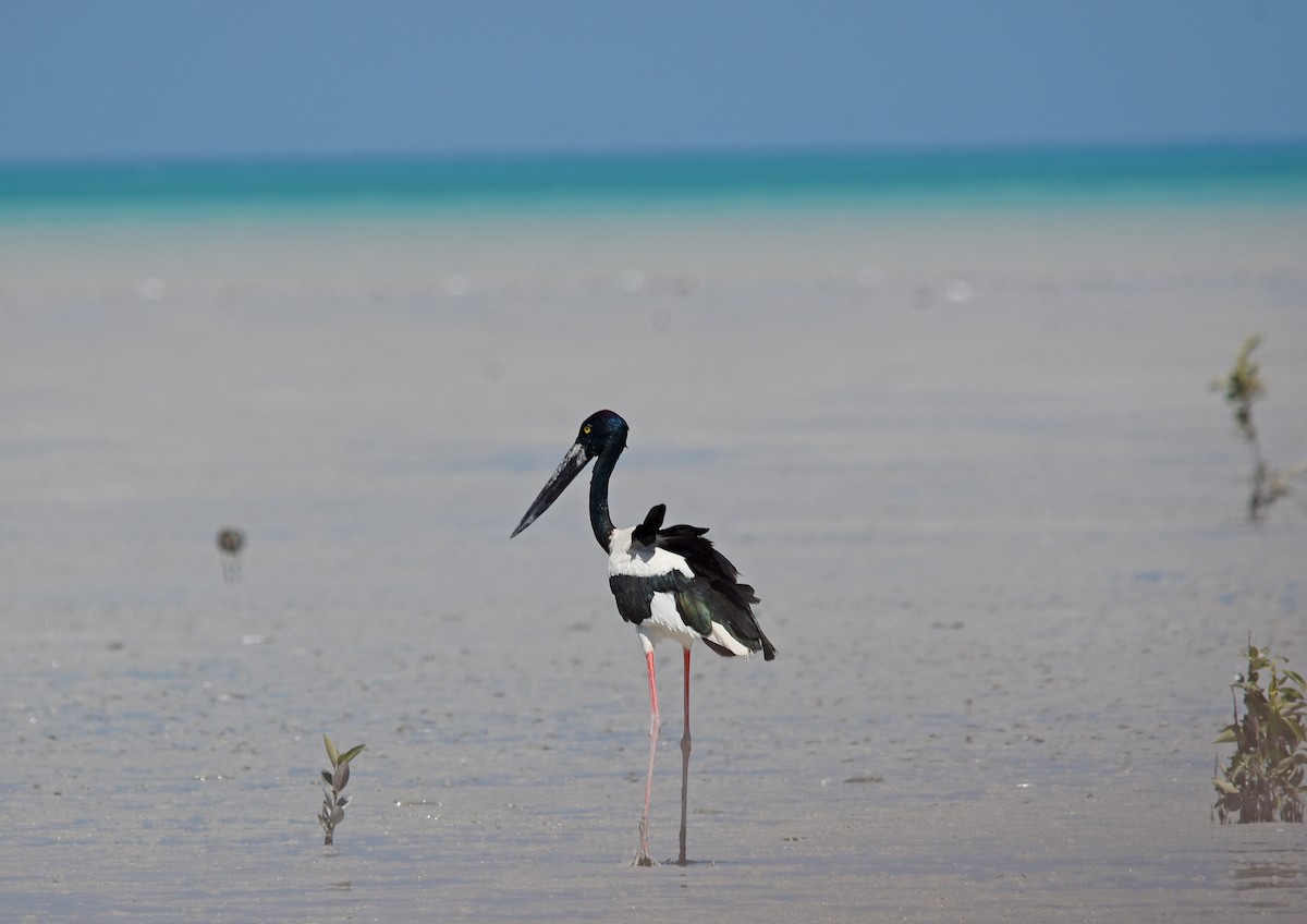 Black-necked Stork - Geoffrey Groom