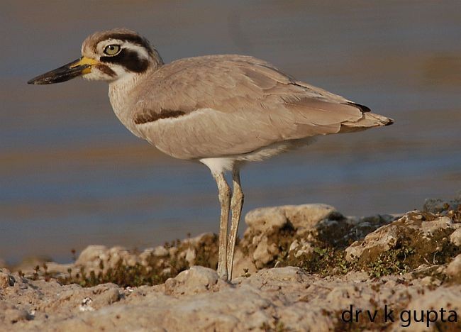 Great Thick-knee - ML379258531