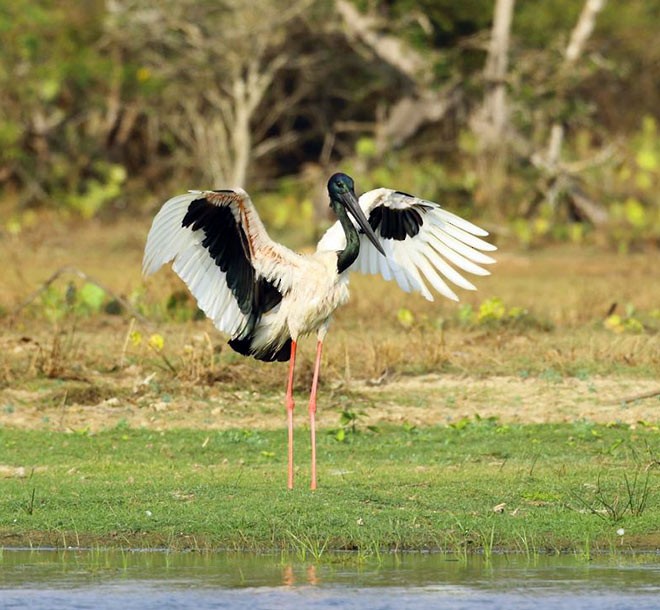Black-necked Stork - ML379261961