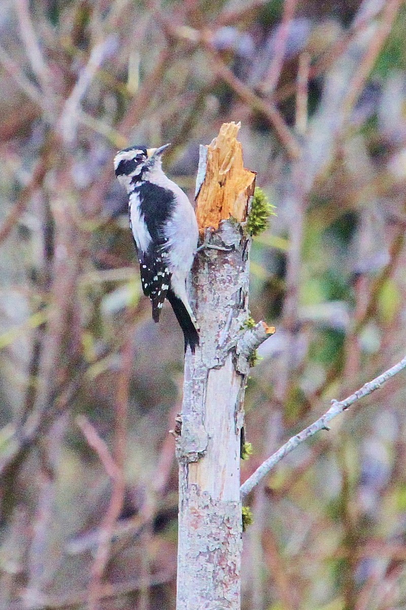 Downy Woodpecker (Pacific) - ML37926211