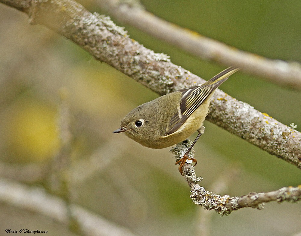 Ruby-crowned Kinglet - Marie O'Shaughnessy
