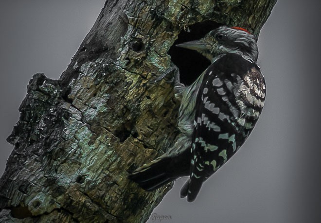 Gray-capped Pygmy Woodpecker - ML379263941