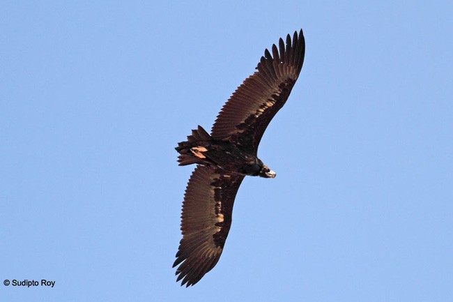 Cinereous Vulture - ML379265201