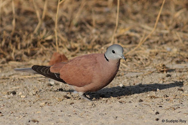 Red Collared-Dove - ML379265731