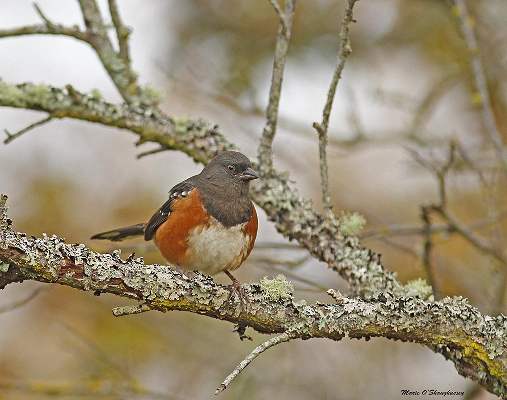 Spotted Towhee - Marie O'Shaughnessy