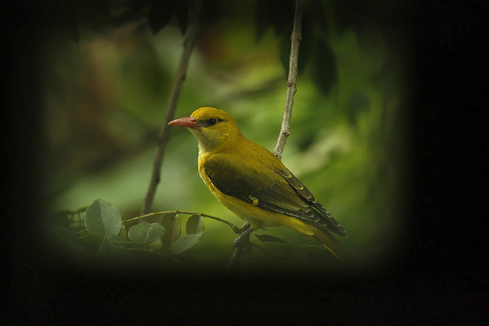 Indian Golden Oriole - ML37926761