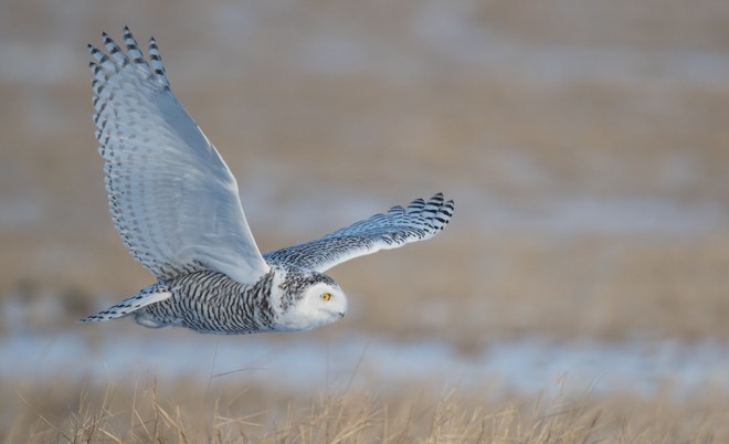 Snowy Owl - ML379270301