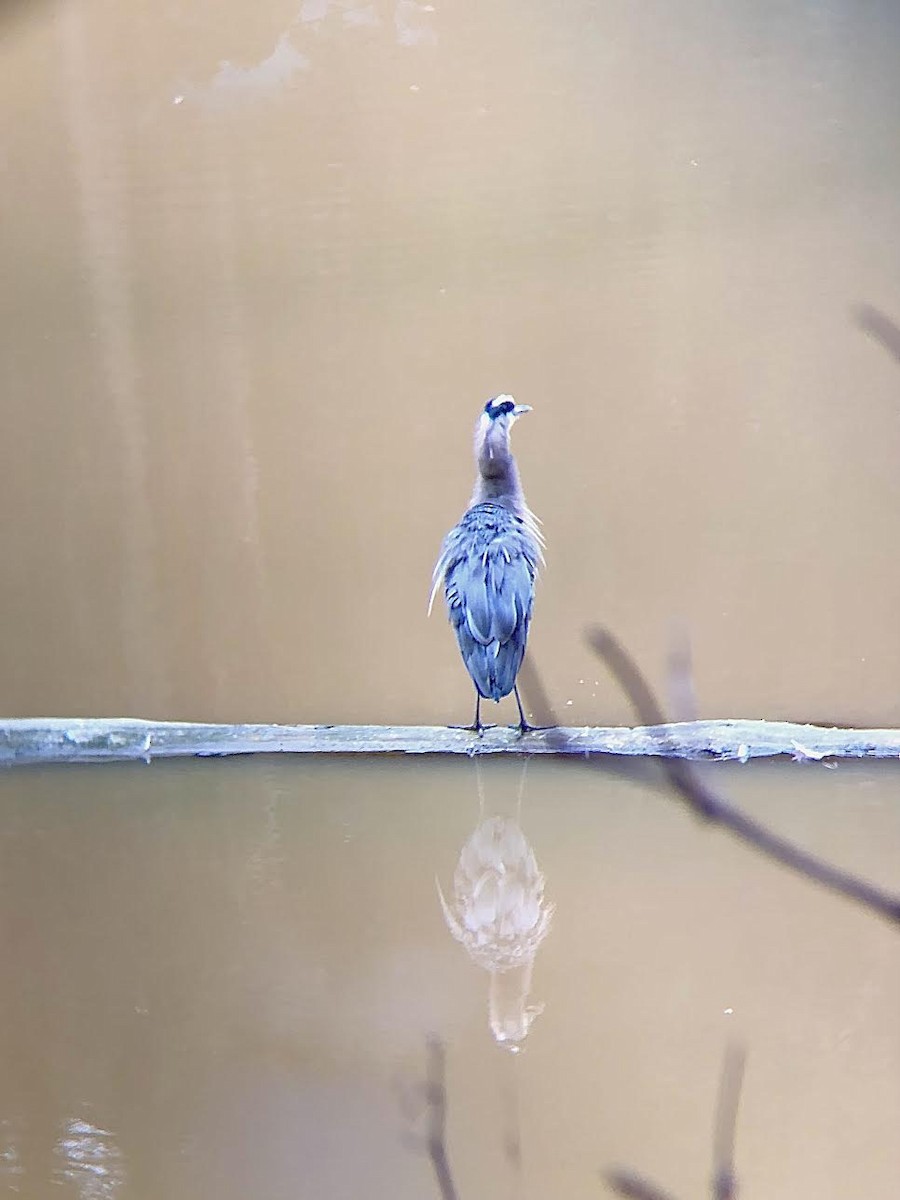 Great Blue Heron - Maya Xu