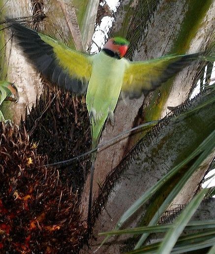 Long-tailed Parakeet (Long-tailed) - Lip Kee Yap