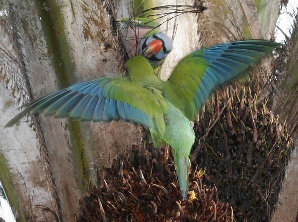 Long-tailed Parakeet (Long-tailed) - ML379270741