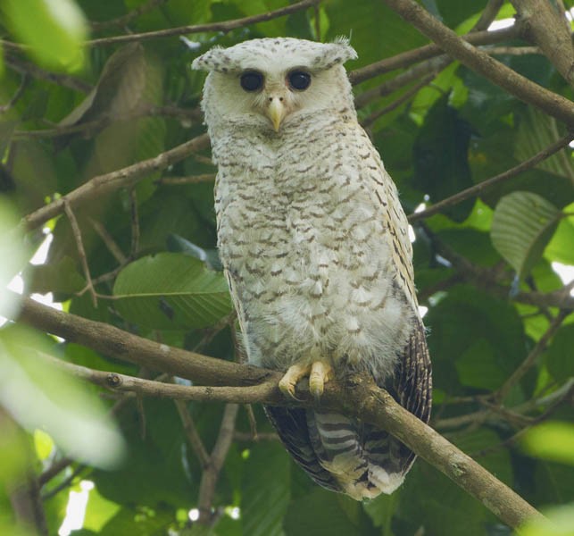 Spot-bellied Eagle-Owl - ML379272111