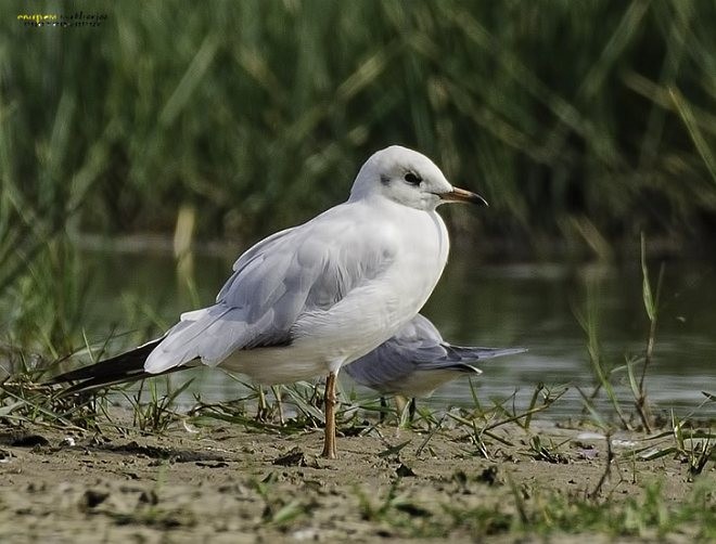 Mouette rieuse - ML379278121