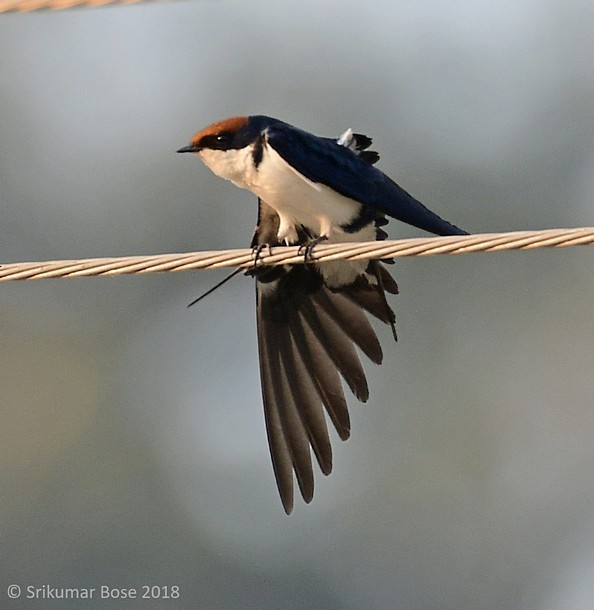 Wire-tailed Swallow - Srikumar  Bose