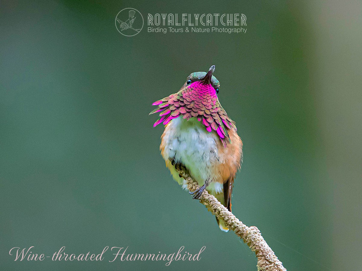 Wine-throated Hummingbird - RoyalFlycatcher Birding Tours & Nature Photography