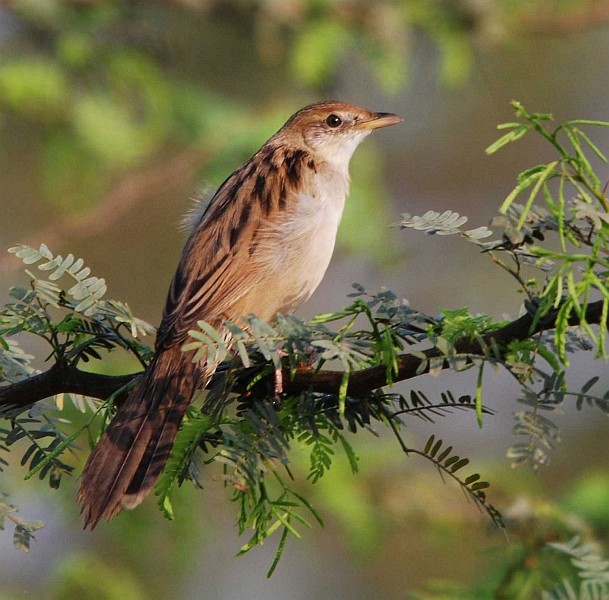 Bristled Grassbird - Gnanaskandan Kesavabharathi