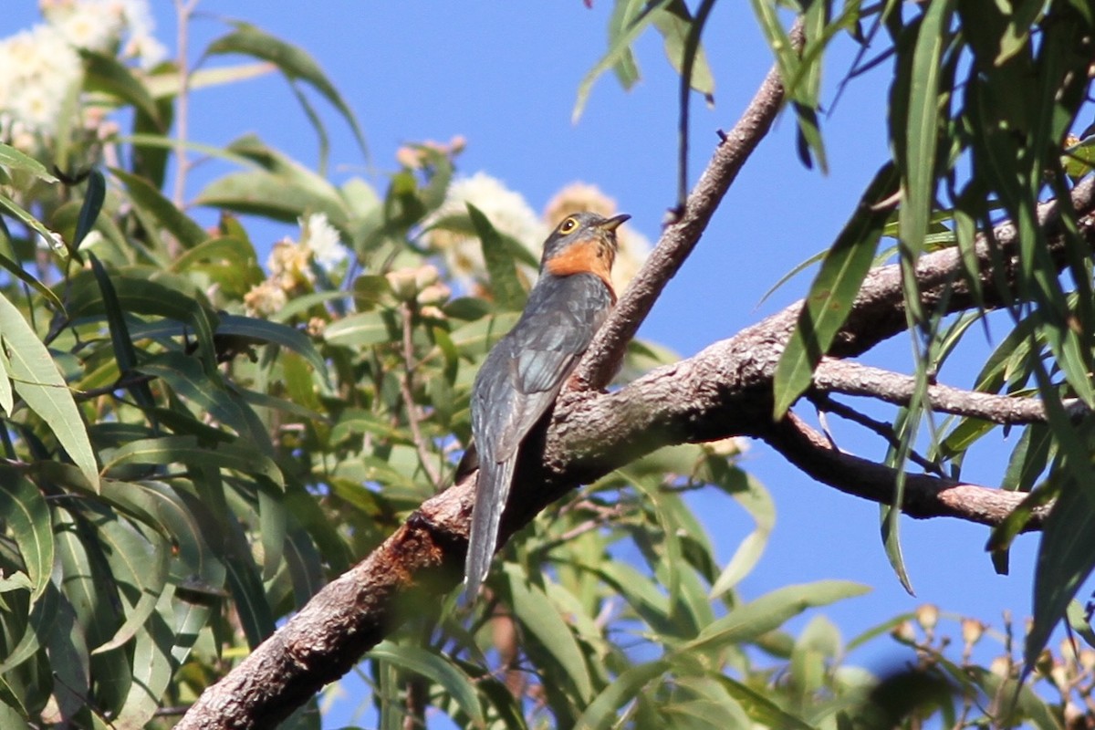 Chestnut-breasted Cuckoo - Chris Wiley