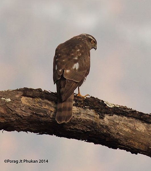 Eurasian Sparrowhawk - Porag Phukan