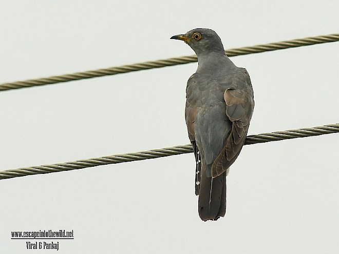 Common Cuckoo - ML379290151