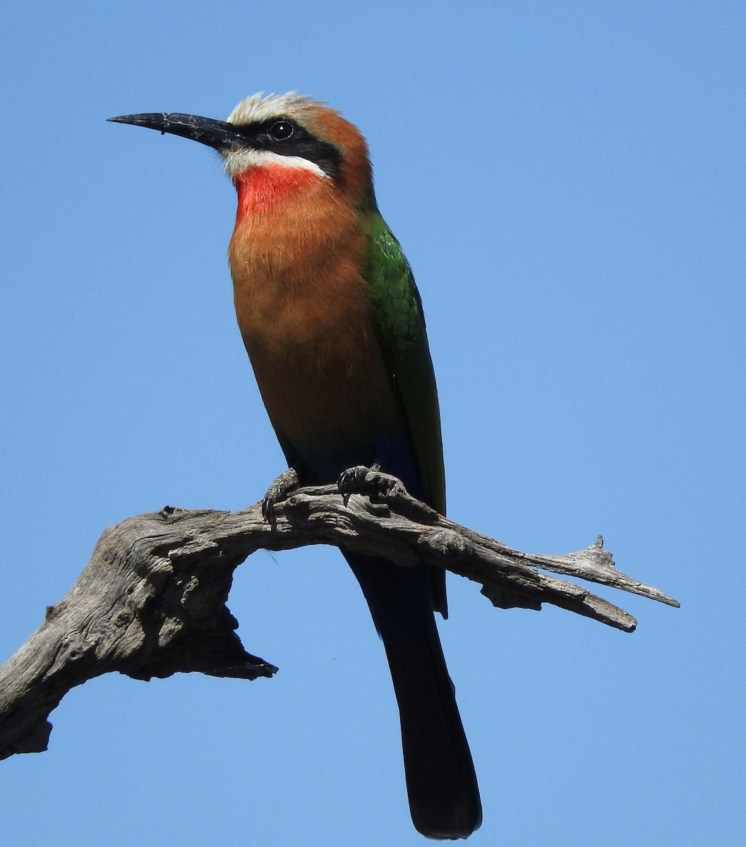 White-fronted Bee-eater - Niel Bruce