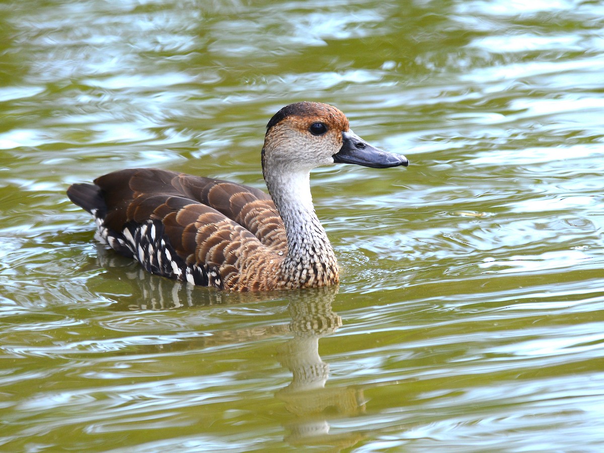West Indian Whistling-Duck - ML37929141