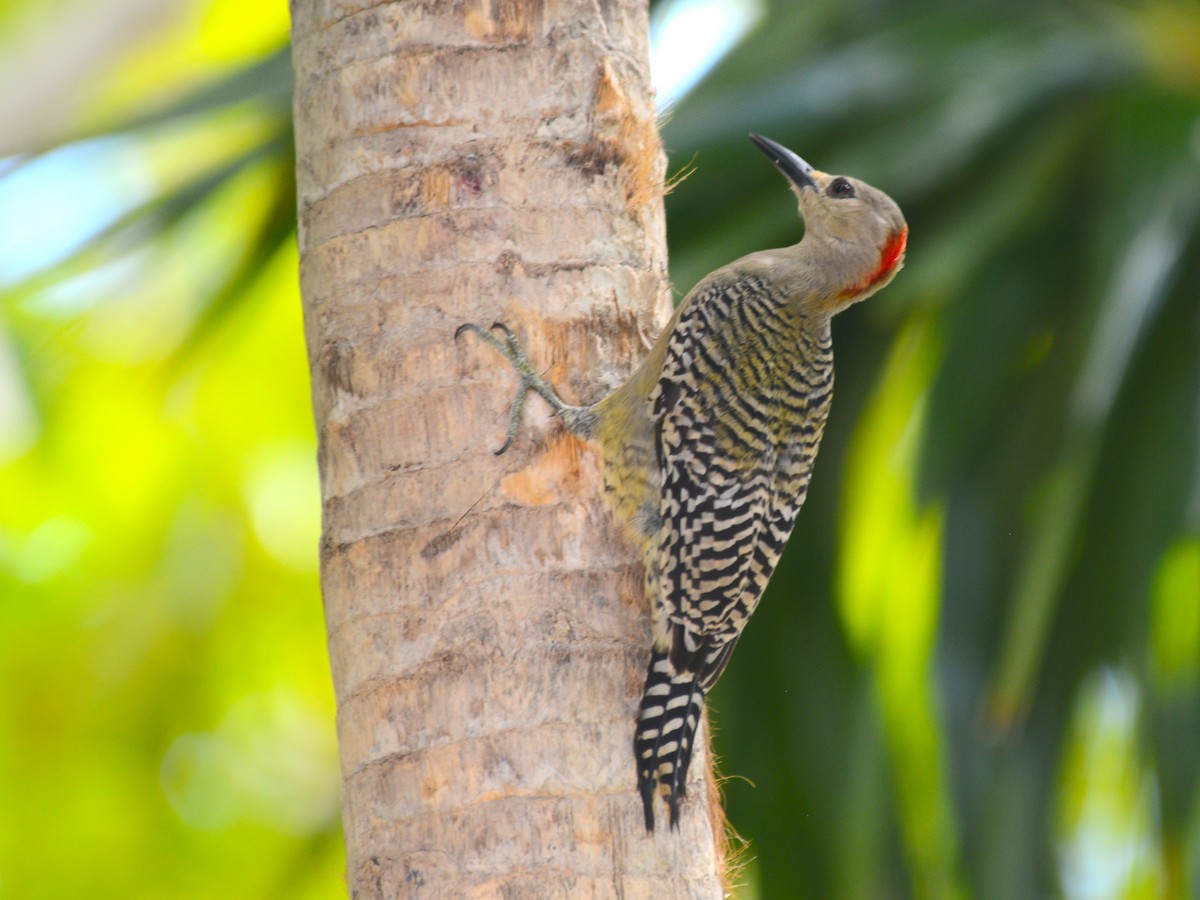 West Indian Woodpecker - ML37929231