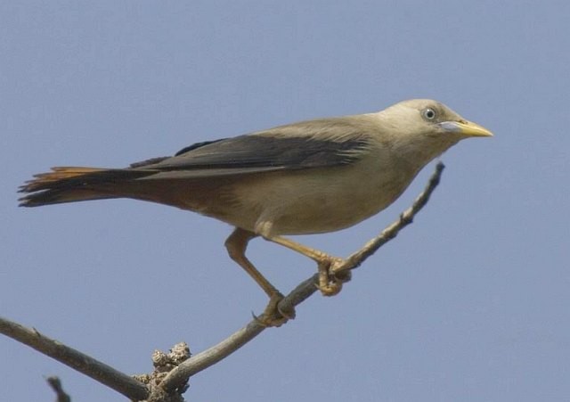 White-headed Starling - Niranjan Sant