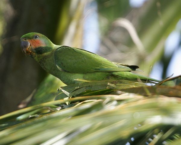 Long-tailed Parakeet (Long-tailed) - ML379293411