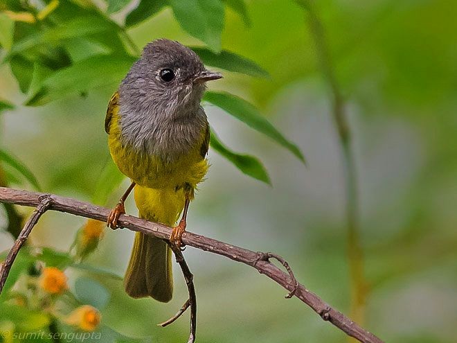 Gray-headed Canary-Flycatcher - Sumit  Sengupta