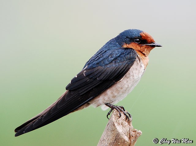 Pacific Swallow (Pacific) - ML379295721